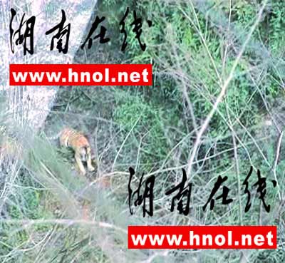 湖南省林業(yè)廳:平江疑似華南虎錄像系造假
