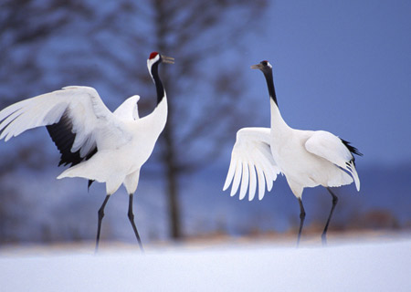 丹頂鶴(資料圖)