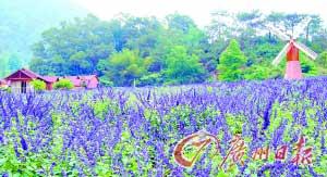 在紫色的薰衣草田求婚一定能讓另一半感動(dòng)不已