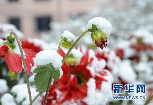哈爾濱、大慶降下今年入冬以來第一場雪