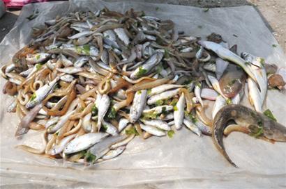 漁民偷用絕戶網(wǎng)撈上魚(yú)子魚(yú)孫