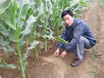 青島兩月降水僅16.5毫米 郊區(qū)作物枯死山區(qū)飲水難 青島兩月降水僅16.5毫米 郊區(qū)作物枯死山區(qū)飲水難