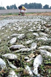 大量污水排進膠南風(fēng)河 導(dǎo)致成千上萬條魚慘死