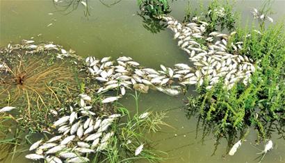 大量污水排進膠南風(fēng)河 導(dǎo)致成千上萬條魚慘死