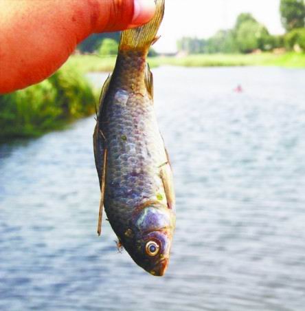 城陽(yáng)洪江河2000平水面漂滿(mǎn)死魚(yú)