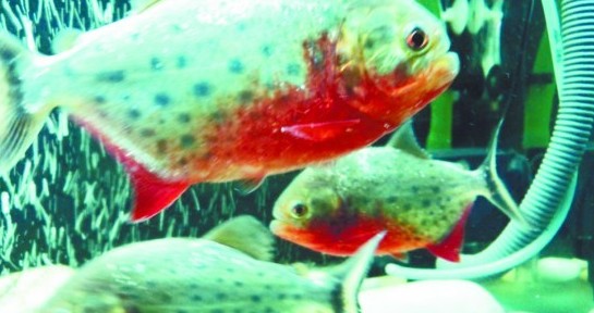 青島食人魚(yú)3000元一條 牛蛙進(jìn)缸2分鐘成白骨