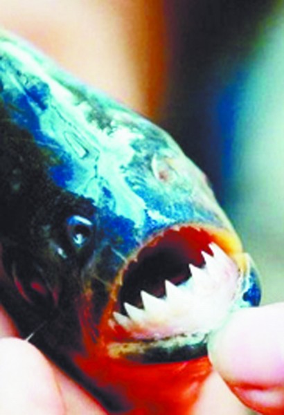 青島食人魚(yú)3000元一條 牛蛙進(jìn)缸2分鐘成白骨
