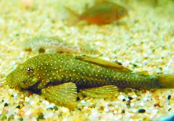 青島食人魚(yú)3000元一條 牛蛙進(jìn)缸2分鐘成白骨
