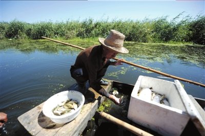 事發(fā)10天后，白洋淀中還有不少死魚。本報(bào)記者潘之望攝