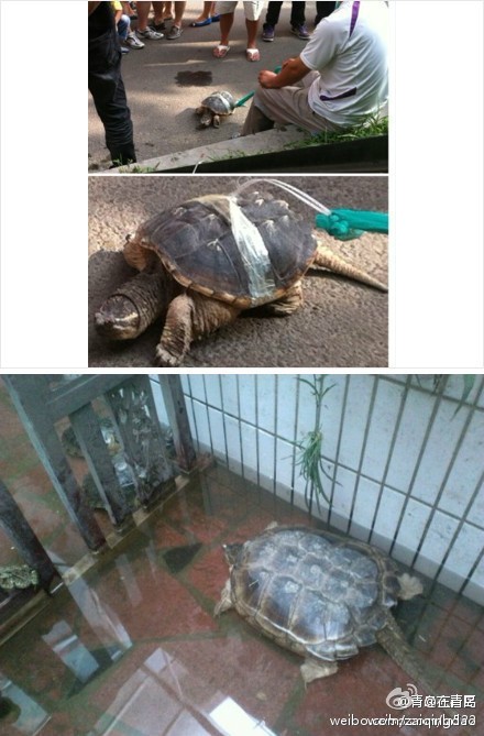 街頭叫賣(mài)怪異水生物引圍觀 能瞬間咬斷人骨
