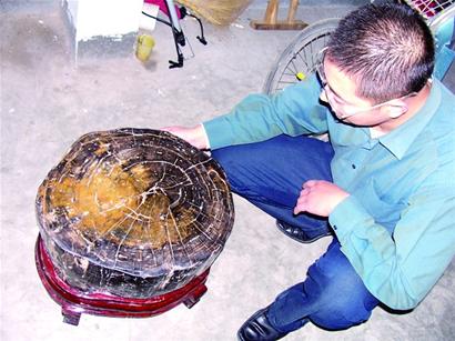 藏友千元買(mǎi)來(lái)上億年木化石 拍擊聲音清脆動(dòng)聽(tīng)