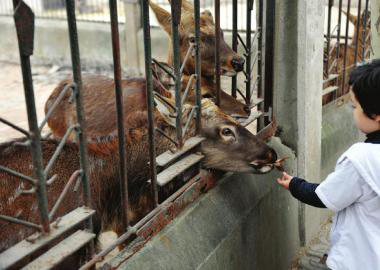  11月2日，成都市動(dòng)物園里，一名游客喂養(yǎng)鹿群。