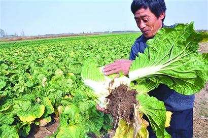青島早熟大白菜跌至四年最低價(jià) 5分錢(qián)一斤也難賣
