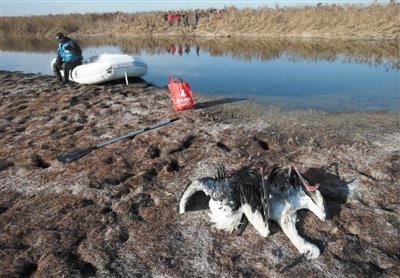 天津中毒死亡白鸛增至21只 發(fā)現(xiàn)3處人造毒池 天津中毒死亡白鸛增至21只 發(fā)現(xiàn)3處人造毒池
