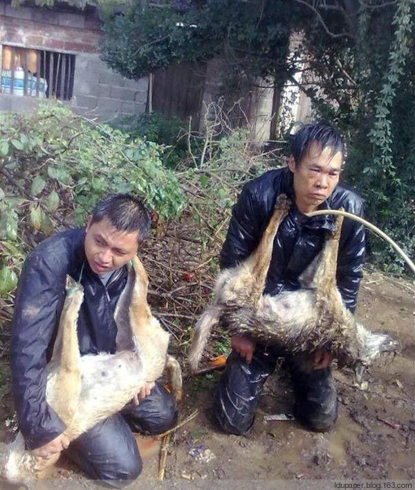 在農(nóng)村偷狗被抓到就是這下場(chǎng)！
