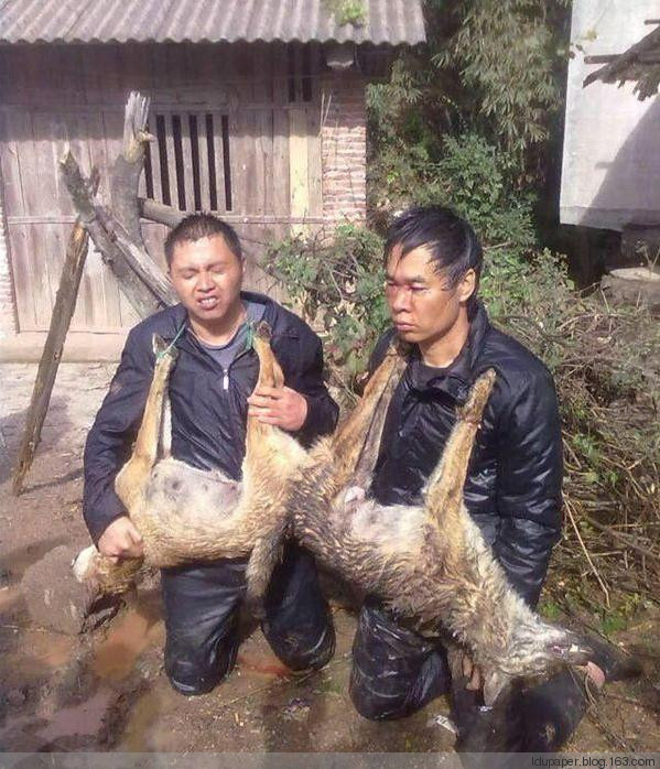 在農(nóng)村偷狗被抓到就是這下場！