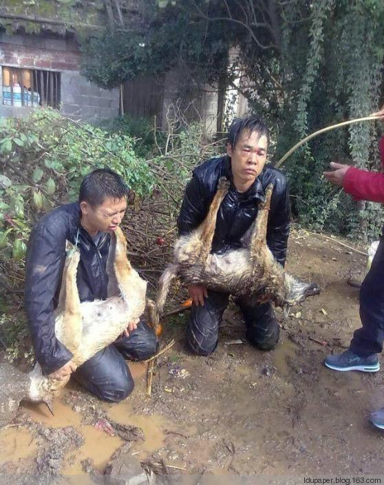在農(nóng)村偷狗被抓到就是這下場！
