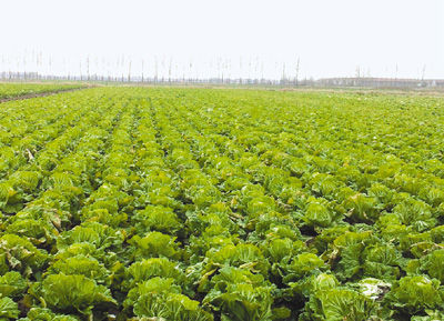 圖為青島超銀學(xué)校農(nóng)場里種植的大白菜。 本報記者 宋學(xué)春攝 