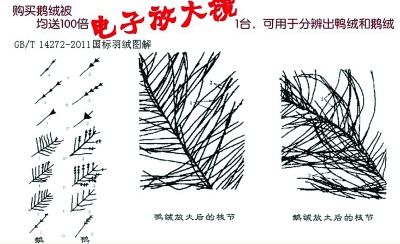 鴨絨有短梗,絨毛短,有點(diǎn)像高粱穗(大圖為顯微鏡下的鴨絨)
