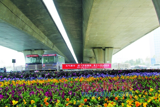 鄭州市中州大道農(nóng)業(yè)路口橋下新擺滿的花盆，旁邊是救助提示語。本版圖片均由南都記者 孫旭陽 攝
