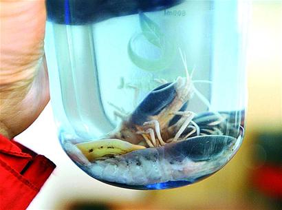 大洋一號(hào)帶回?cái)?shù)噸海底寶貝 大洋一號(hào)帶回?cái)?shù)噸海底寶貝