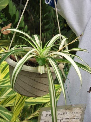 凈化空氣綠植盤點(diǎn)