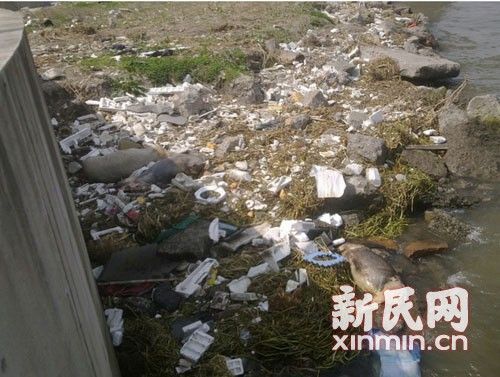 在橫潦涇河堤上，死豬橫七豎八躺著。新民網(wǎng)記者卜春艷 現(xiàn)場回傳