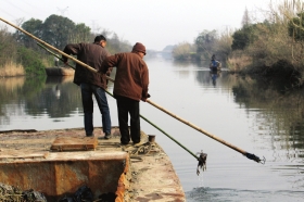 3月16日，新豐鎮(zhèn)竹林村河道內(nèi)，漁民把勾到的死豬挑入船艙內(nèi)。
