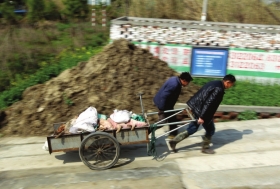 3月15日，新豐鎮(zhèn)竹林村，工作人員用推車將死豬運(yùn)往病死豬無害化處理池進(jìn)行處理。
