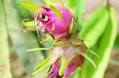 北方安家南方水果樂不思蜀 北方安家南方水果樂不思蜀