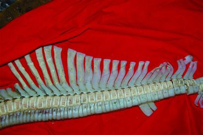 “龍骨”的秘密還沒(méi)揭開(kāi) “龍骨”的秘密還沒(méi)揭開(kāi)