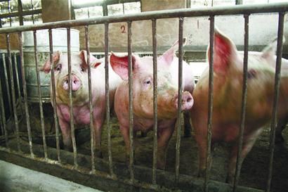 豬肉暴跌養(yǎng)殖戶“肉疼”“三年怪圈”何時破解？