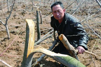 300多棵柿子樹一夜遭“腰斬” 300多棵柿子樹一夜遭“腰斬”