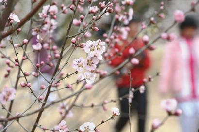昨日，青島十梅庵梅園的梅花競(jìng)相開放，游人置身于梅花的海洋，盡享大自然的美景。 