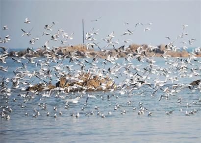數(shù)以萬計海鷗飛別棧橋 追魚東遷麥島