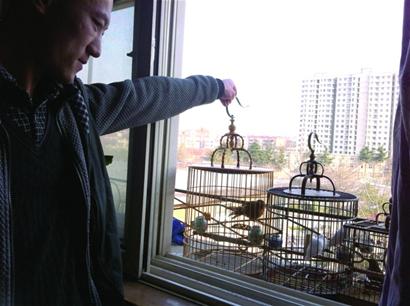 鳥(niǎo)類(lèi)交易被叫停養(yǎng)鳥(niǎo)人發(fā)愁 轉(zhuǎn)戰(zhàn)網(wǎng)絡(luò)交易