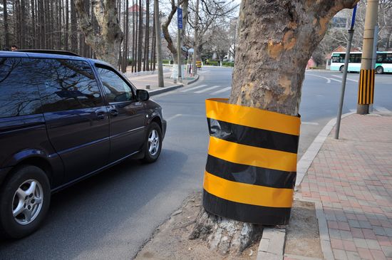 古樹長(zhǎng)在馬路中間 探訪青島最危險(xiǎn)的路