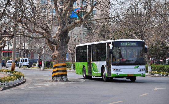 古樹長(zhǎng)在馬路中間 探訪青島最危險(xiǎn)的路