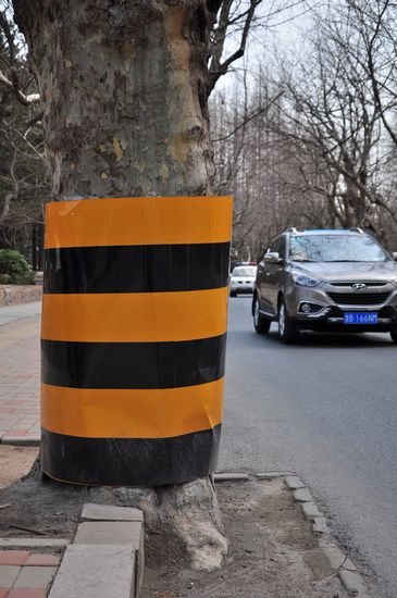 古樹長(zhǎng)在馬路中間 探訪青島最危險(xiǎn)的路 古樹長(zhǎng)在馬路中間 探訪青島最危險(xiǎn)的路