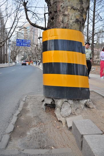 古樹長(zhǎng)在馬路中間 探訪青島最危險(xiǎn)的路 古樹長(zhǎng)在馬路中間 探訪青島最危險(xiǎn)的路