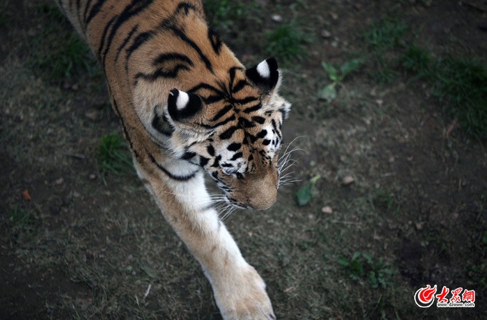 西霞口神雕山野生動物自然保護(hù)區(qū)位于威海的榮成市成山鎮(zhèn)西霞口村東北處，臨海兀立，山勢陡峭?？偼顿Y已超過1億元，全區(qū)占地3800畝，是全國最大的、風(fēng)格最獨(dú)特的海岸野生動物自然保護(hù)區(qū)。