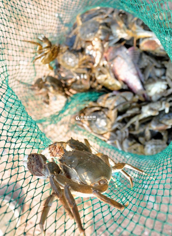 盛夏大沽河水草豐美 大閘蟹一小時(shí)抓十斤