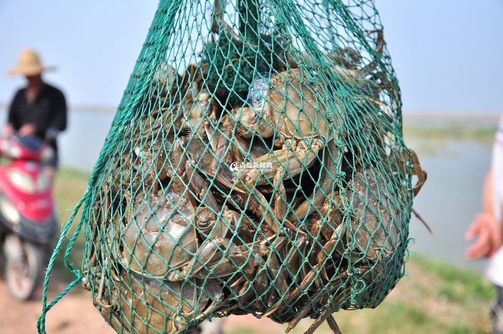 盛夏大沽河水草豐美 大閘蟹一小時(shí)抓十斤