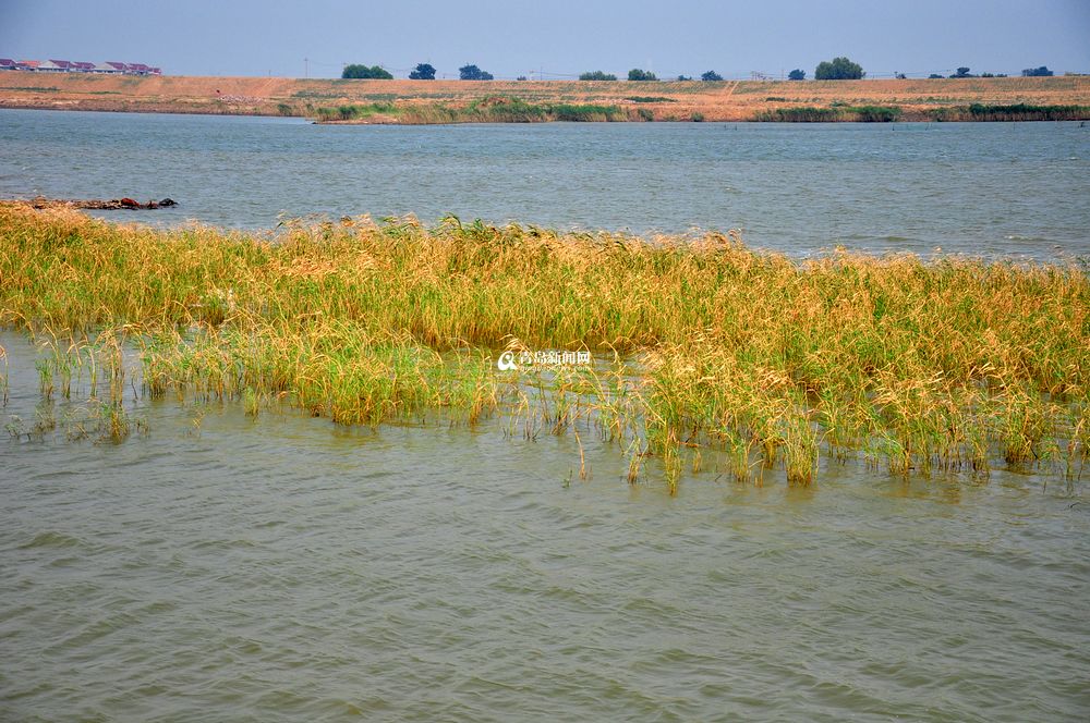 盛夏大沽河水草豐美 大閘蟹一小時(shí)抓十斤