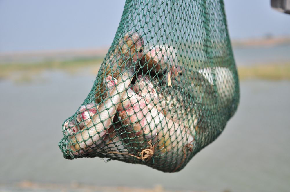 盛夏大沽河水草豐美 大閘蟹一小時(shí)抓十斤