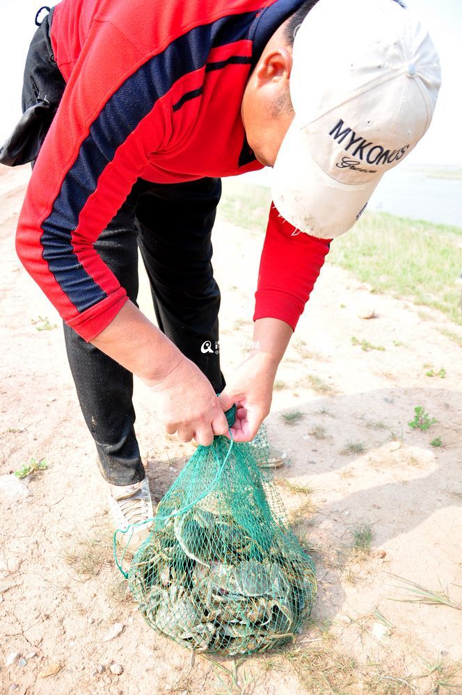 盛夏大沽河水草豐美 大閘蟹一小時(shí)抓十斤