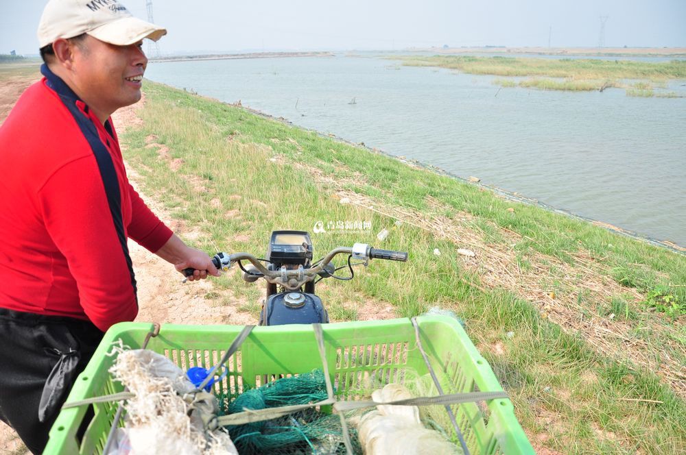 盛夏大沽河水草豐美 大閘蟹一小時(shí)抓十斤 盛夏大沽河水草豐美 大閘蟹一小時(shí)抓十斤