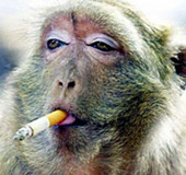 酷勁十足表情銷魂！盤點(diǎn)動(dòng)物抽煙爆笑瞬間