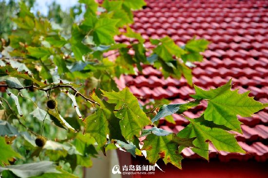 青島發(fā)布大風(fēng)藍(lán)色預(yù)警 冷空氣致最低溫5℃