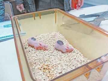 小鼠身上長(zhǎng)出人類皮膚一只小鼠能賣12萬(wàn)